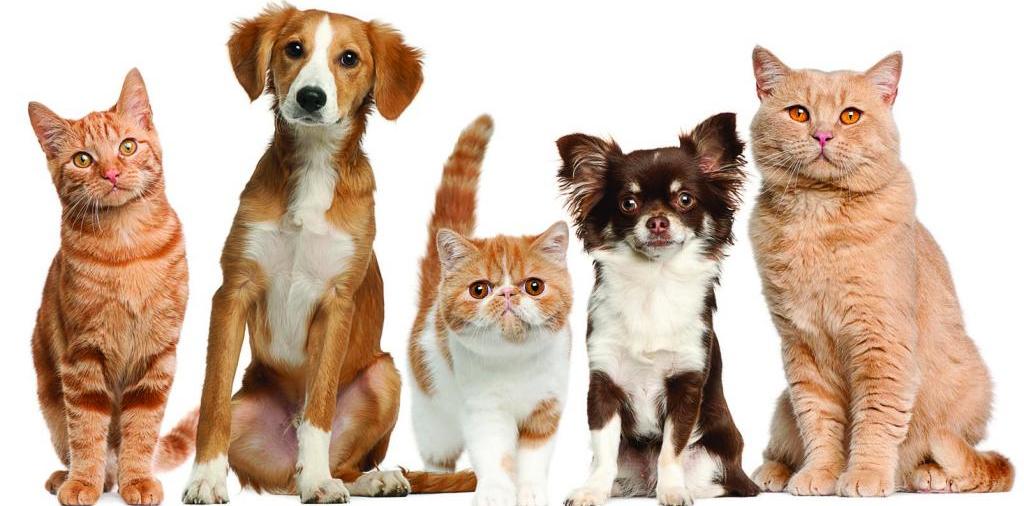 Доска объявлений о животных | ЗооТом - продажа, вязка и услуги для животных в Шадринске