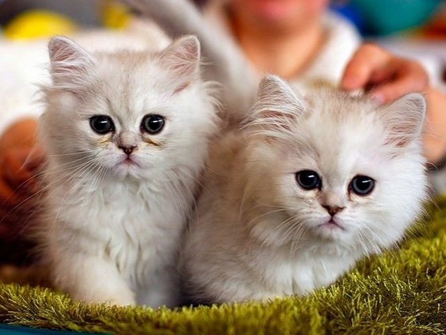 Породы кошек в Шадринске | ЗооТом портал о животных