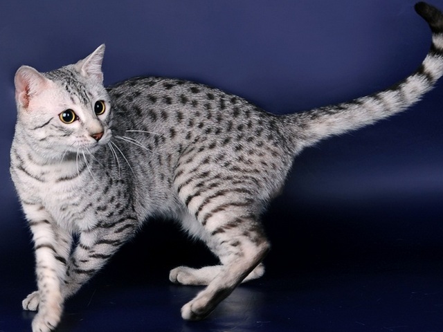 Породы кошек в Шадринске | ЗооТом портал о животных