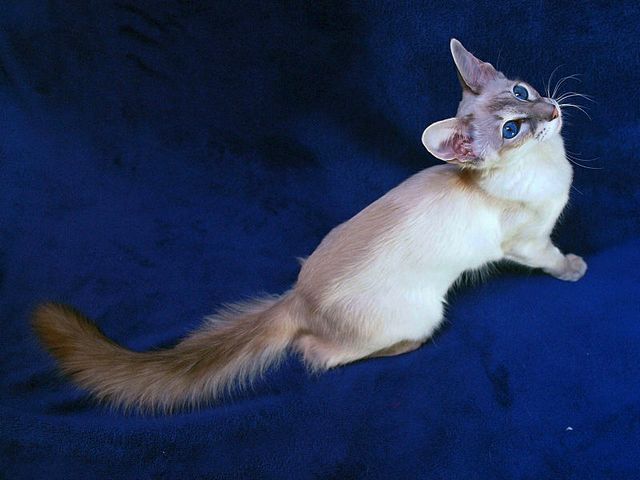 Выведенные породы кошек в Шадринске | ЗооТом портал о животных