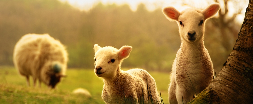 Объявления о сельскохозяйственных животных | ЗооТом - продажа, вязка и услуги для животных в Шадринске