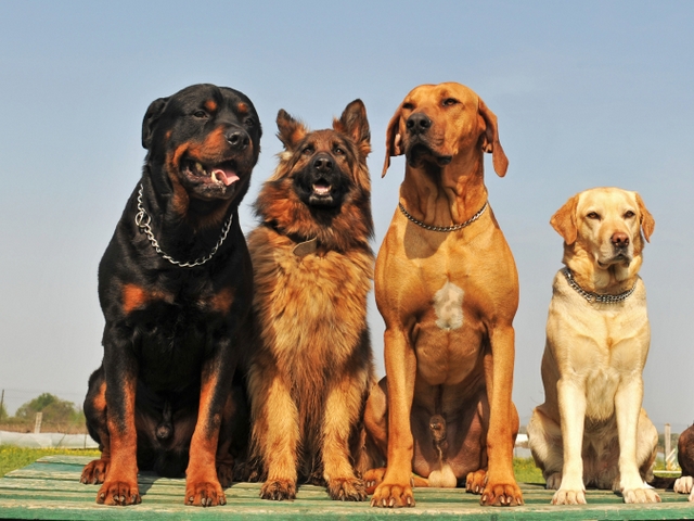 Крупные породы собак в Шадринске | ЗооТом портал о животных